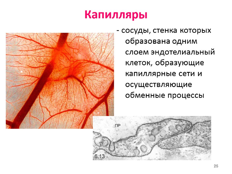 Капилляры  - сосуды, стенка которых образована одним слоем эндотелиальный клеток, образующие капиллярные сети